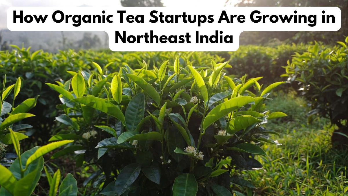 How Organic Tea Startups Are Growing in Northeast India